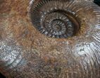 Large Hammatoceras Ammonite From France #7996-2